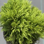 Tuja západná (Thuja occidentalis) ´DANICA´ - výška: 20-30 cm, ⌀ 20-30 cm, kont. C3L/C2L